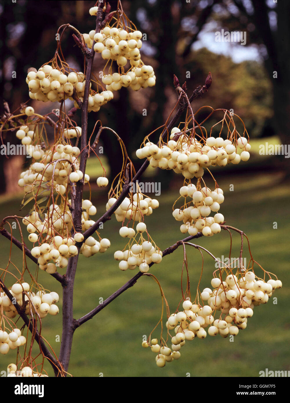 Sorbus cashmiriana AGM - showing berries in Autumn   TRS029879 Stock Photo