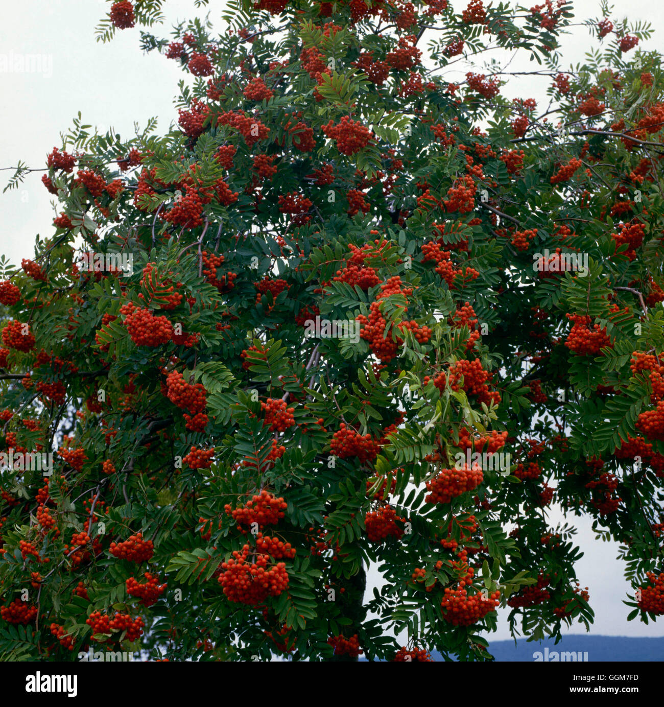 Sorbus aucuparia - in berry in Autumn   TRS029953 Stock Photo