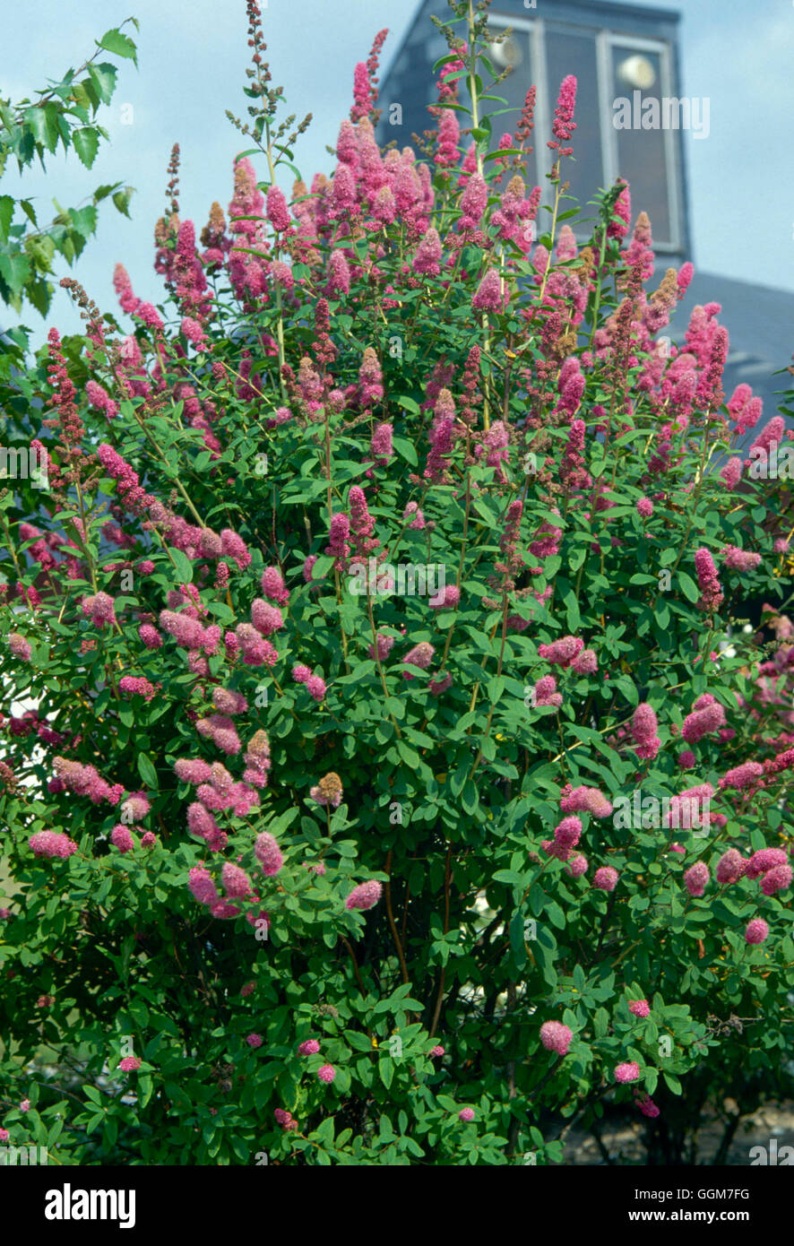 spiraea-x-billardii-trs030032-stock-photo-alamy