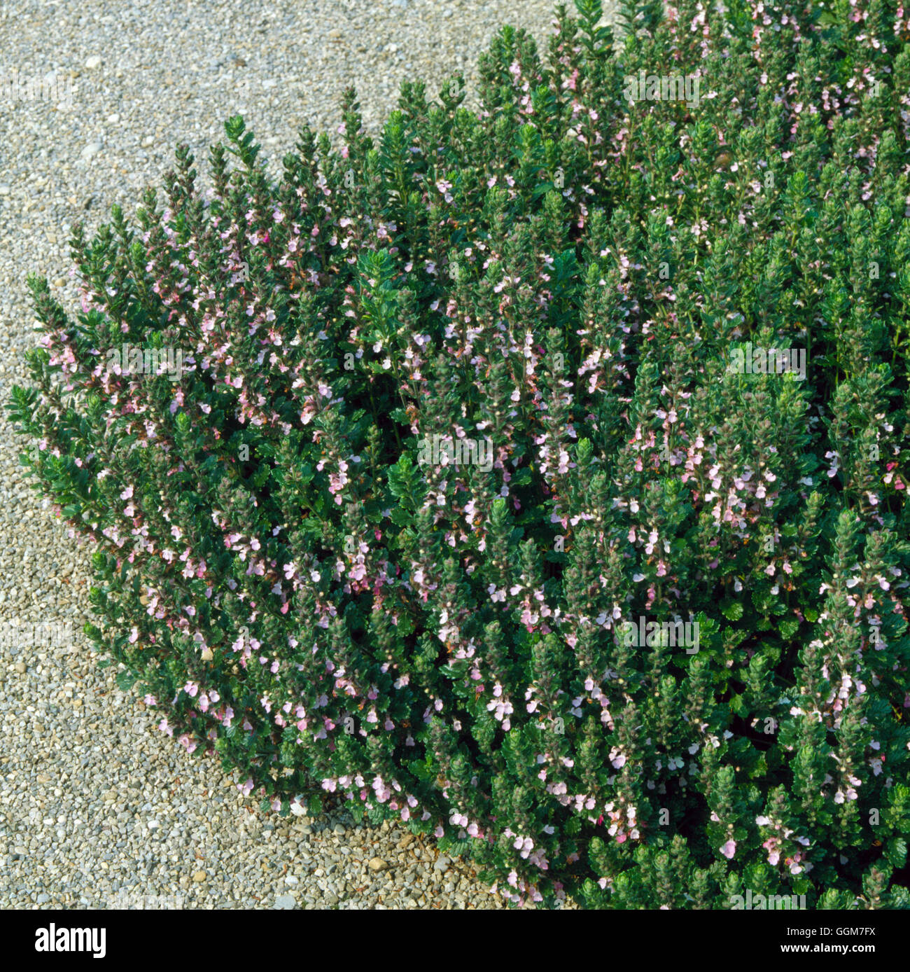 Teucrium chamaedrys - Wall Germander   TRS030602 Stock Photo