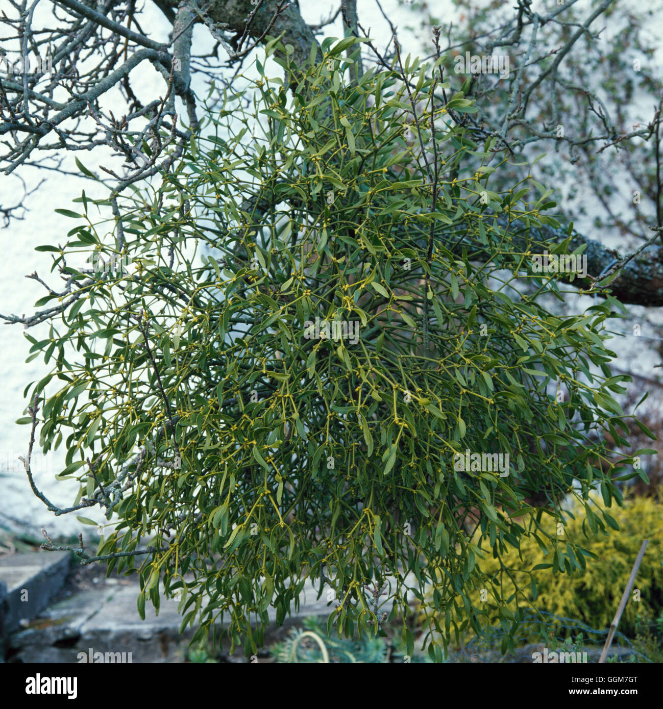 Viscum album - Mistletoe   TRS031187 Stock Photo