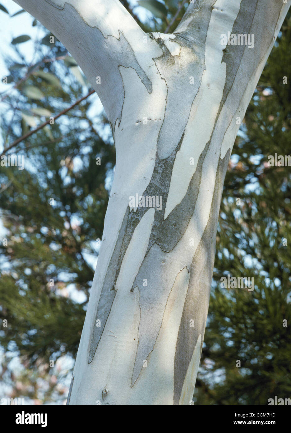 Eucalyptus pauciflora - ssp. niphophila AGM   TRS033854 Stock Photo
