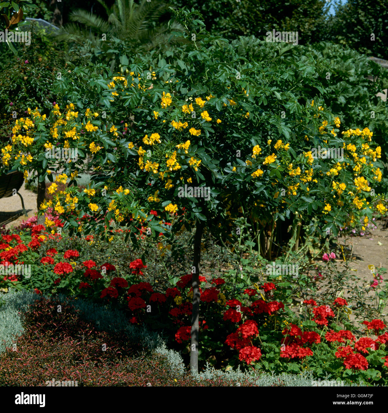 Senna corymbosa - grown as a standard- - (Syn Cassia corymbosa)   TRS040943 Stock Photo