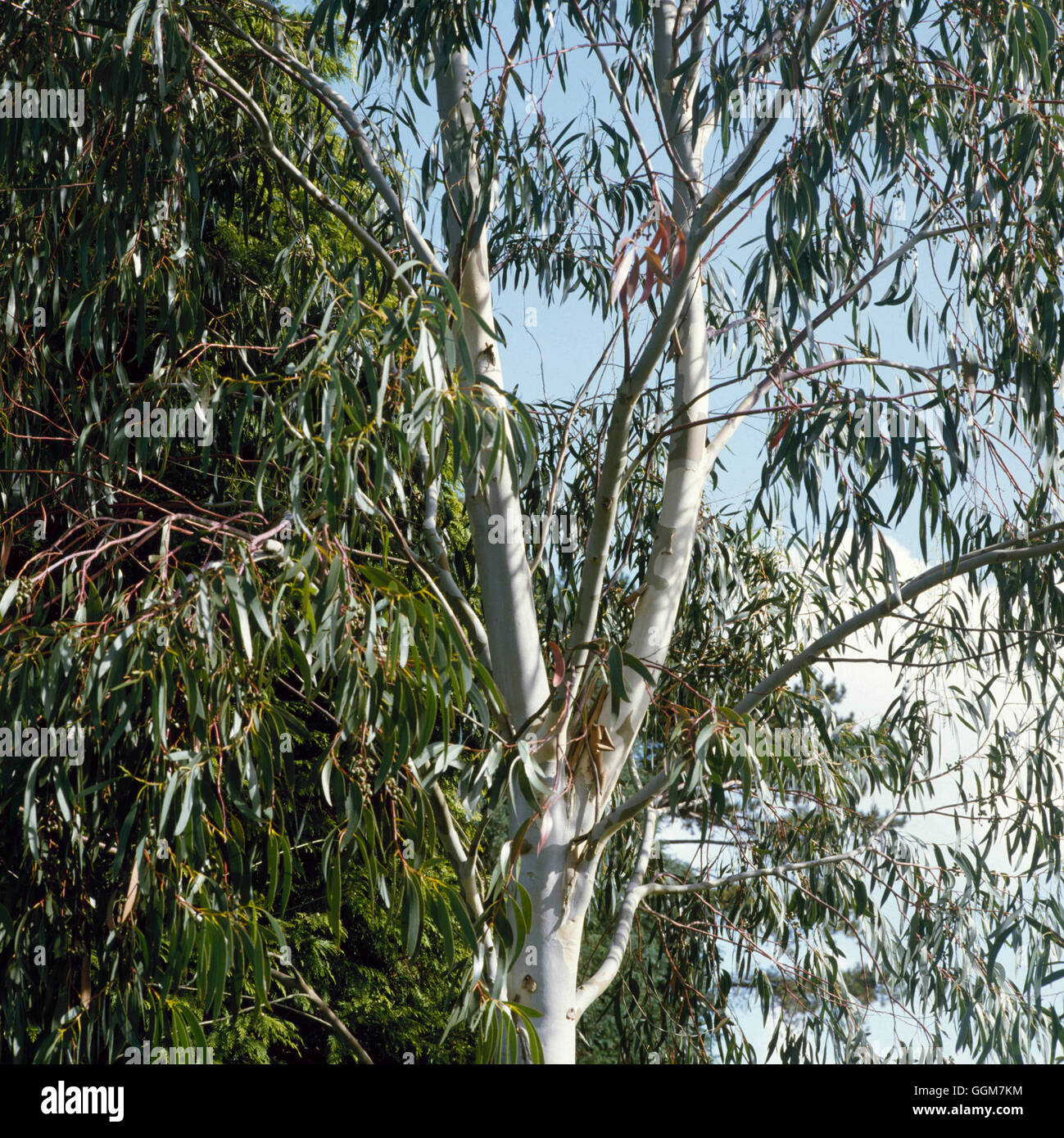 Eucalyptus parvifolia AGM   TRS046431 Stock Photo