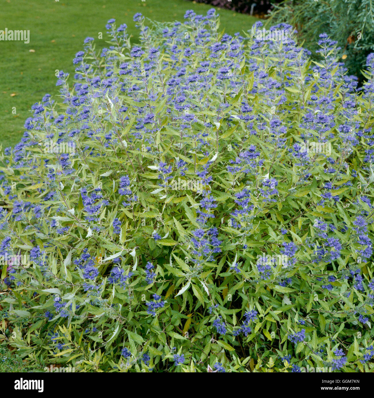 Caryopteris x clandonensis - `Kew Blue' TRS046432 Stock Photo - Alamy