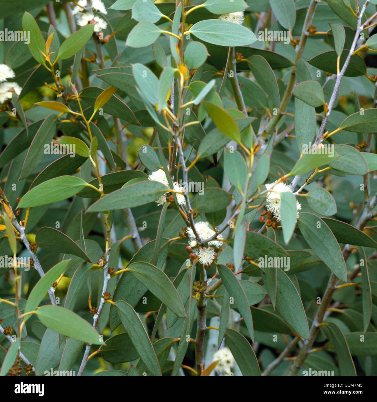 Eucalyptus pauciflora - ssp. niphophila AGM   TRS050623 Stock Photo