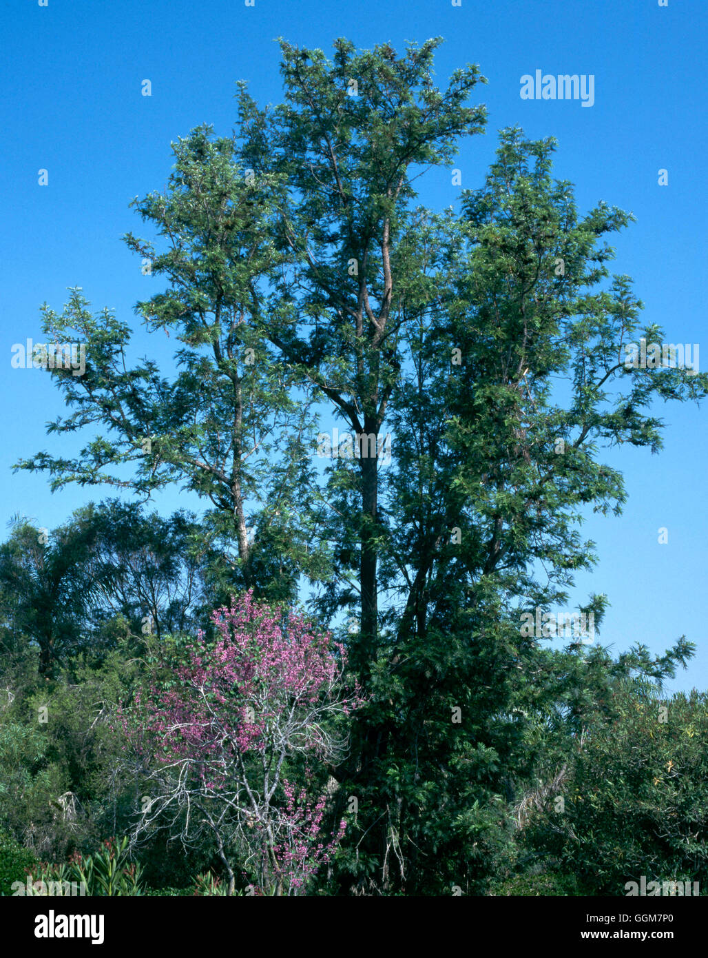 Grevillea robusta - 'Silky Oak   TRS083279 Stock Photo