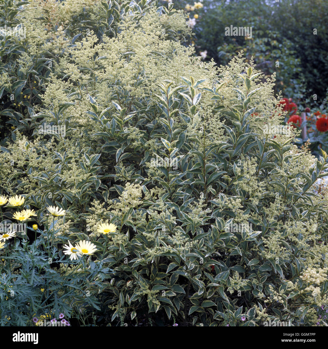 Ligustrum lucidum 'Tricolor'  Date: 23.06.08  TRS052651 Stock Photo