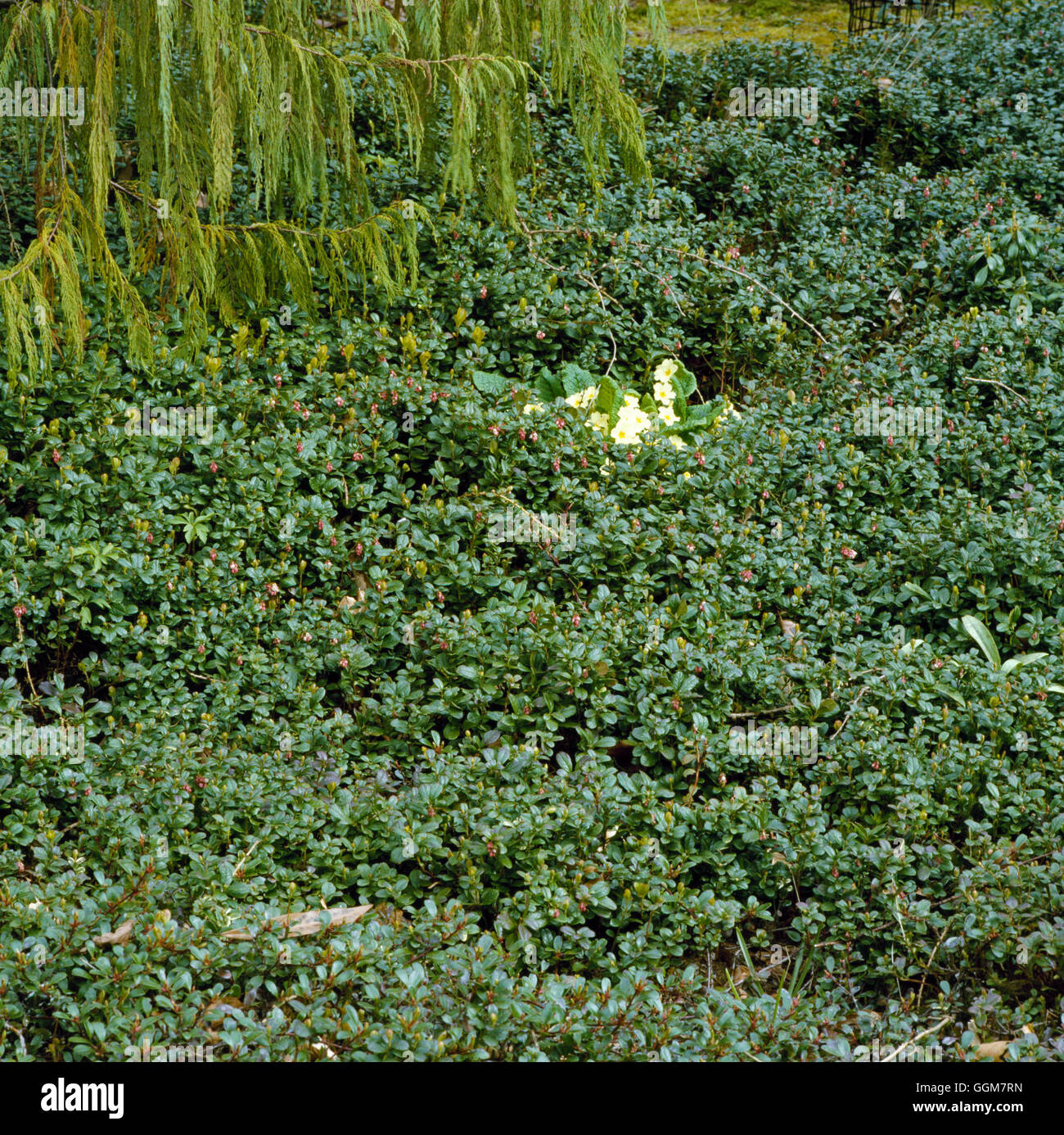 Arctostaphylos uva-ursi - Common Bearberry   TRS055756 Stock Photo