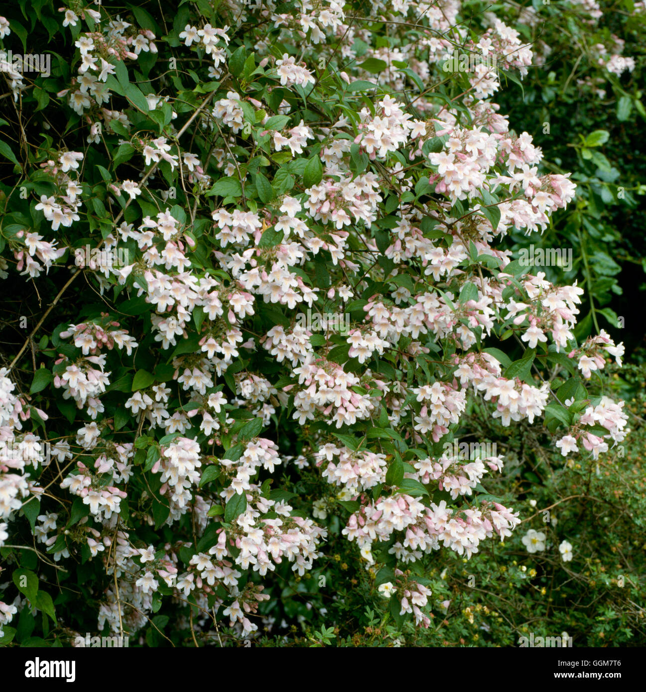 Kolkwitzia amabilis - Beauty Bush   TRS056534 Stock Photo