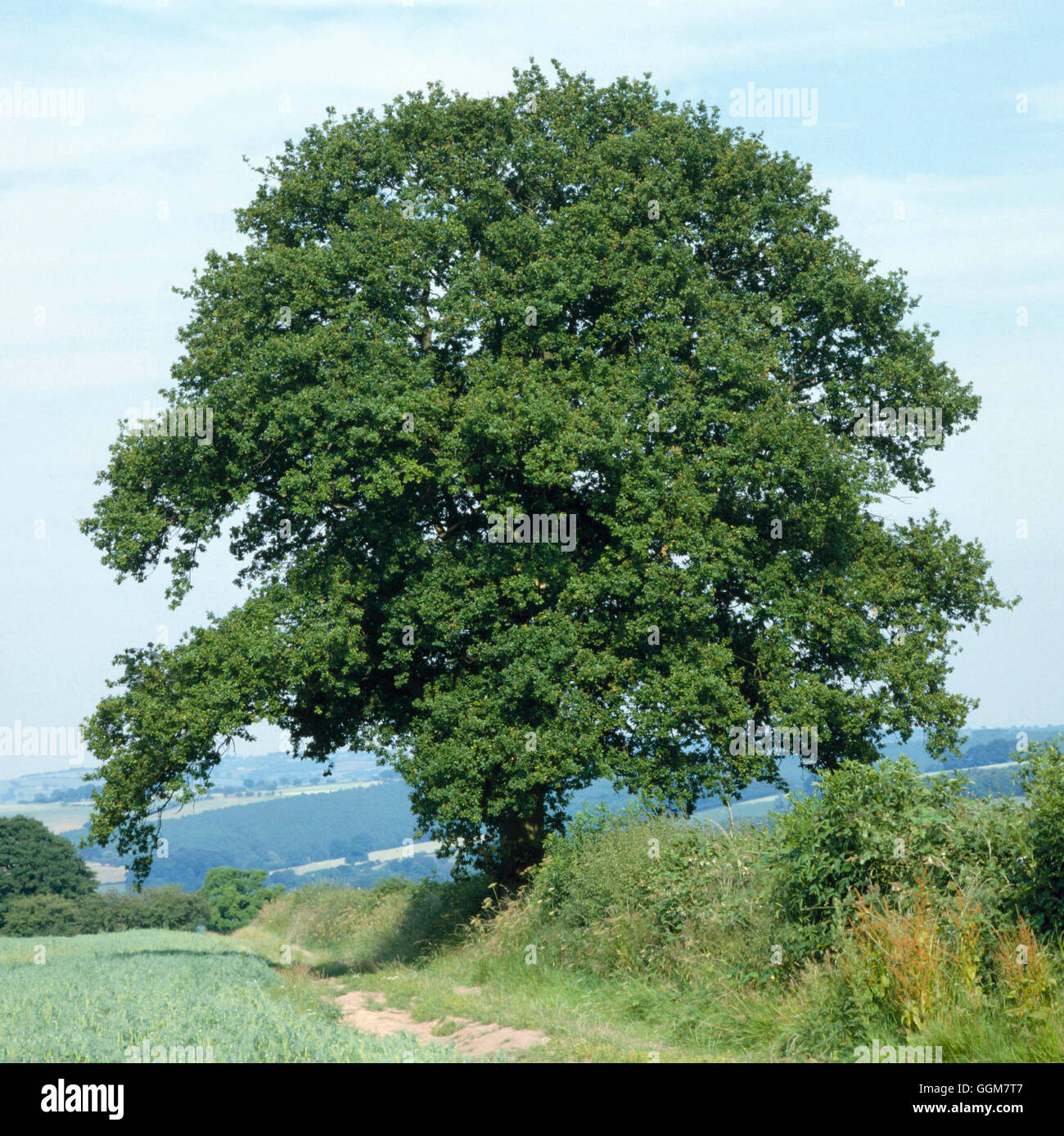 Quercus robur AGM - Common Oak   TRS057161 Stock Photo