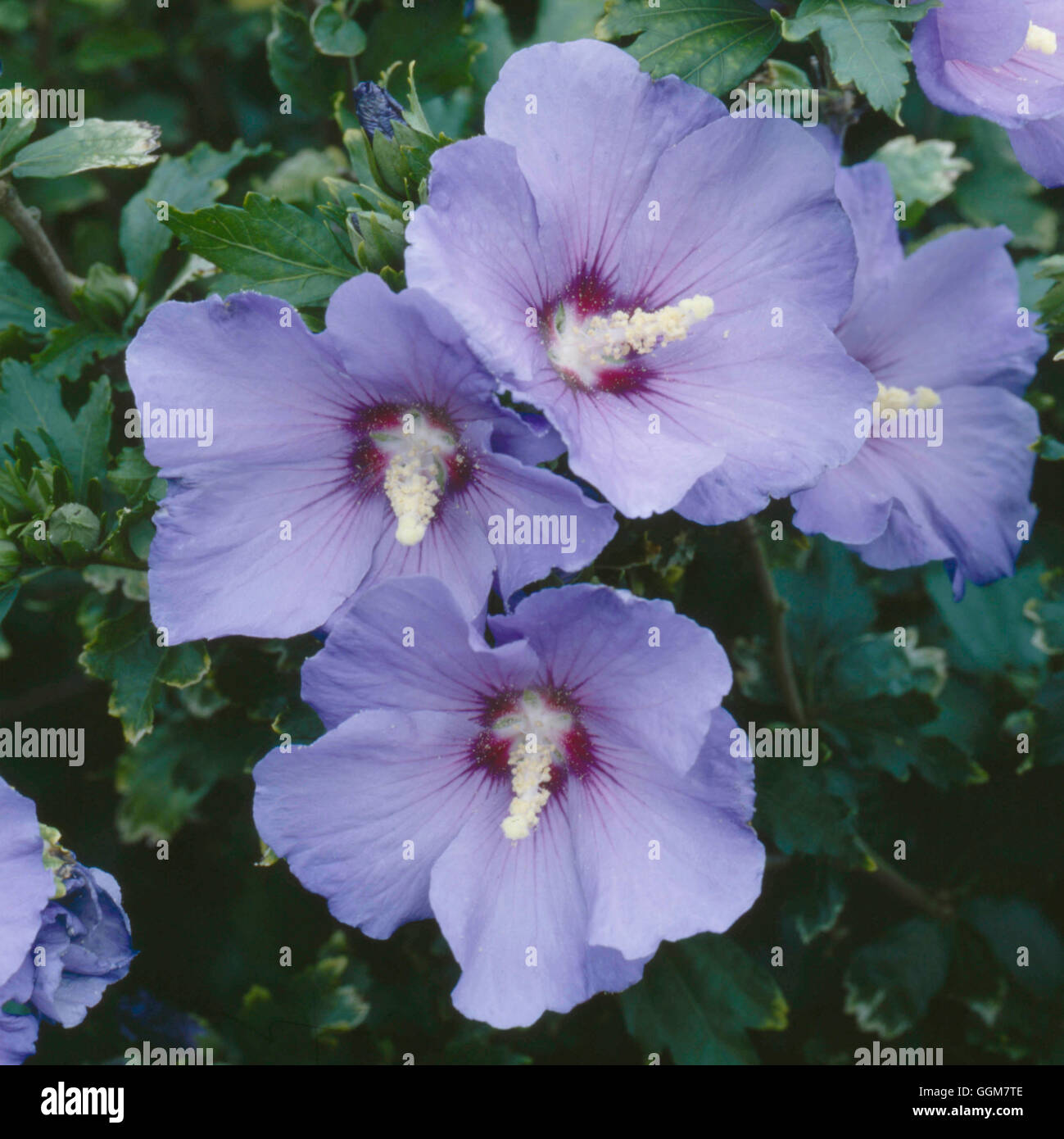 Hibiskus Blomstertegninger Iris Susiana Hi Res Stock Photography And