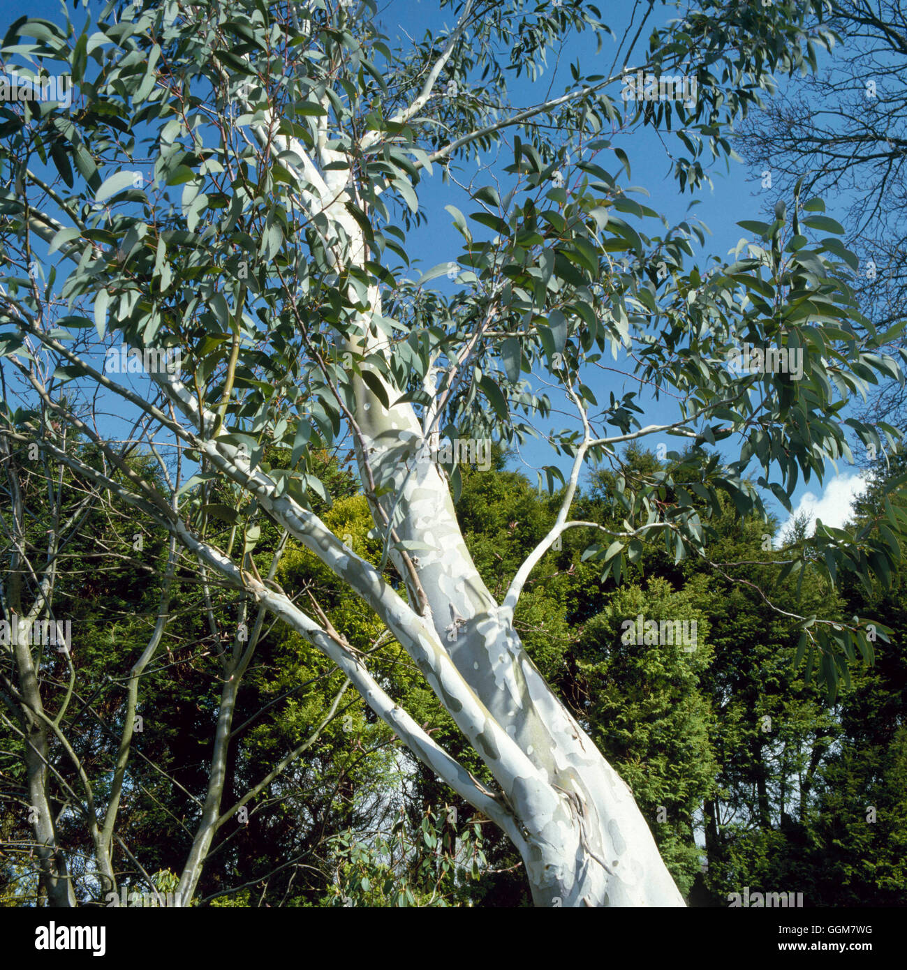 Eucalyptus pauciflora - ssp. niphophila AGM   TRS059558 Stock Photo