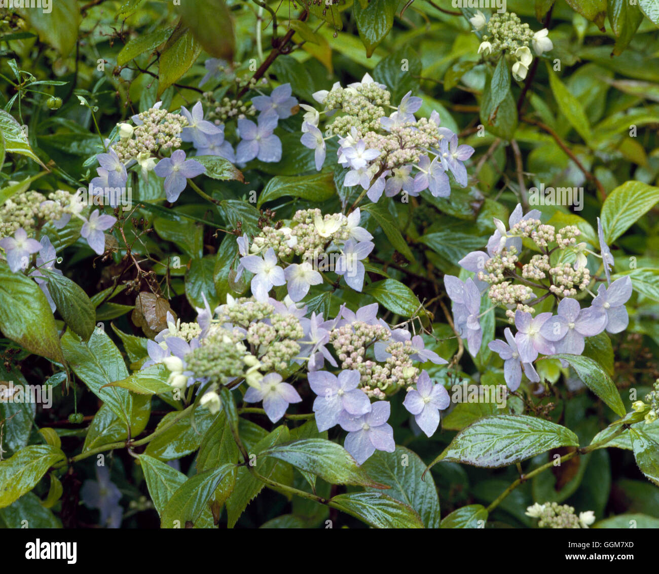 Hydrangea hydrangea serrata hi-res stock photography and images - Alamy