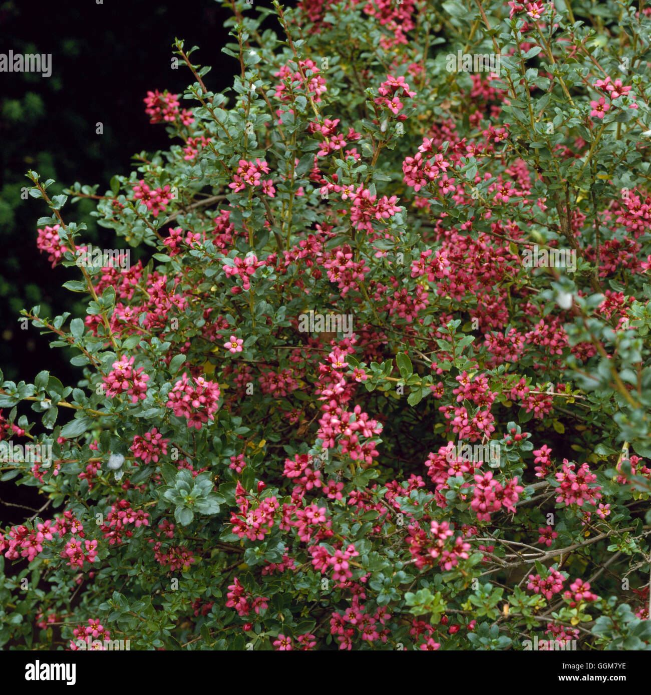Future Plants By Randy Stewart Escallonia