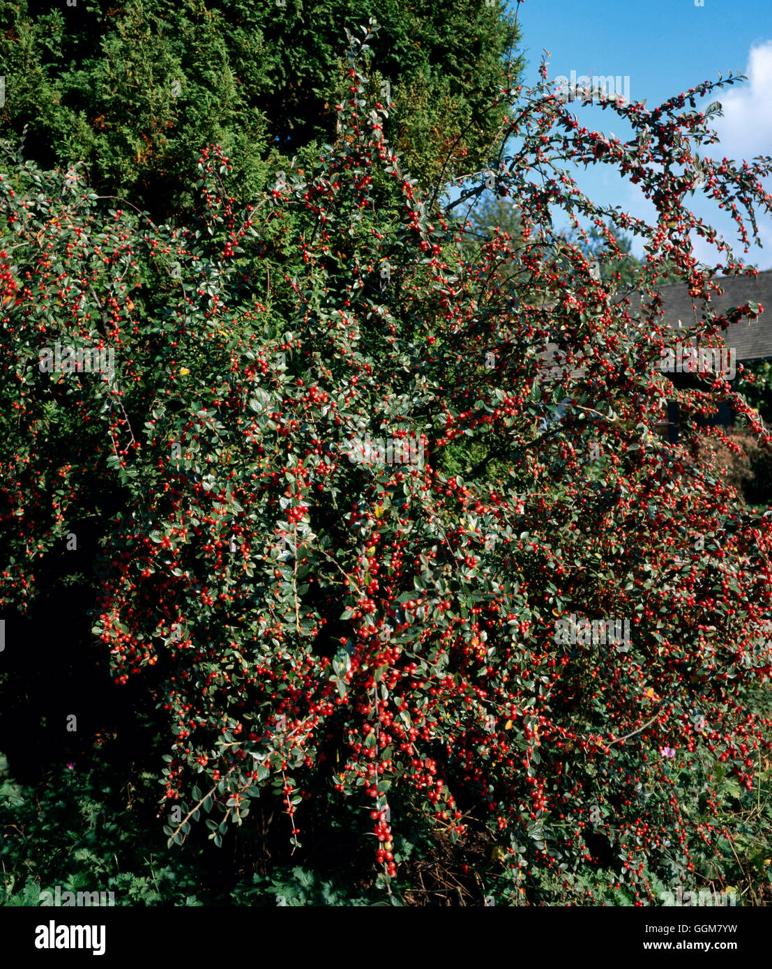 Cotoneaster franchetii   TRS065034 Stock Photo