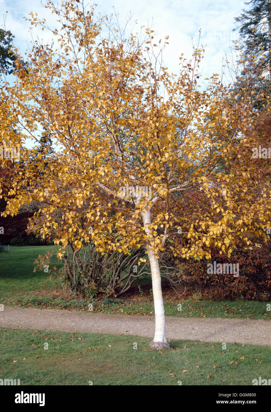 Betula costata - in Autumn colour   TRS065141 Stock Photo