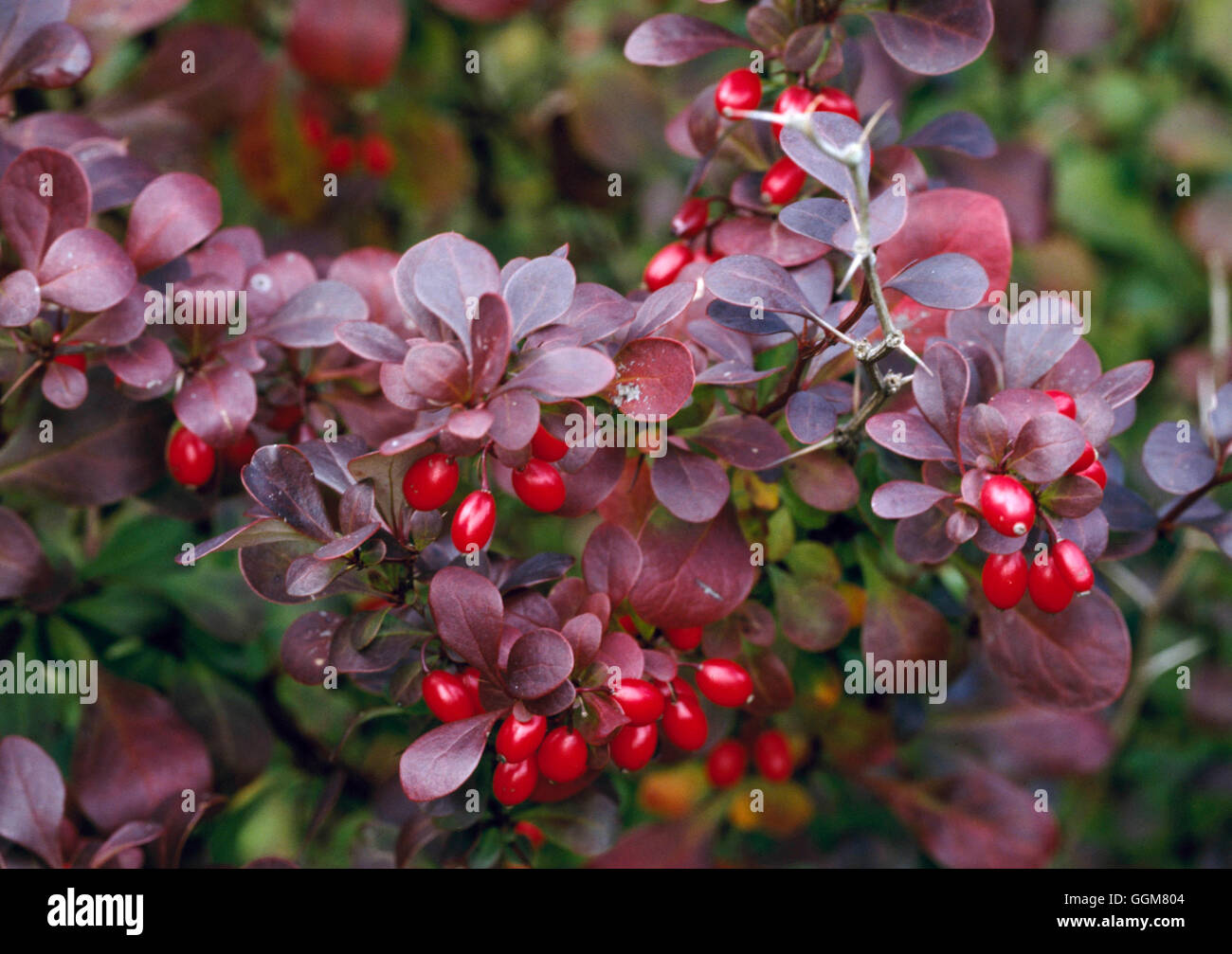 Berberis thunbergii - f. atropurpurea 'Red Pillar' showing berries in Autumn   TRS065231     Photos Stock Photo