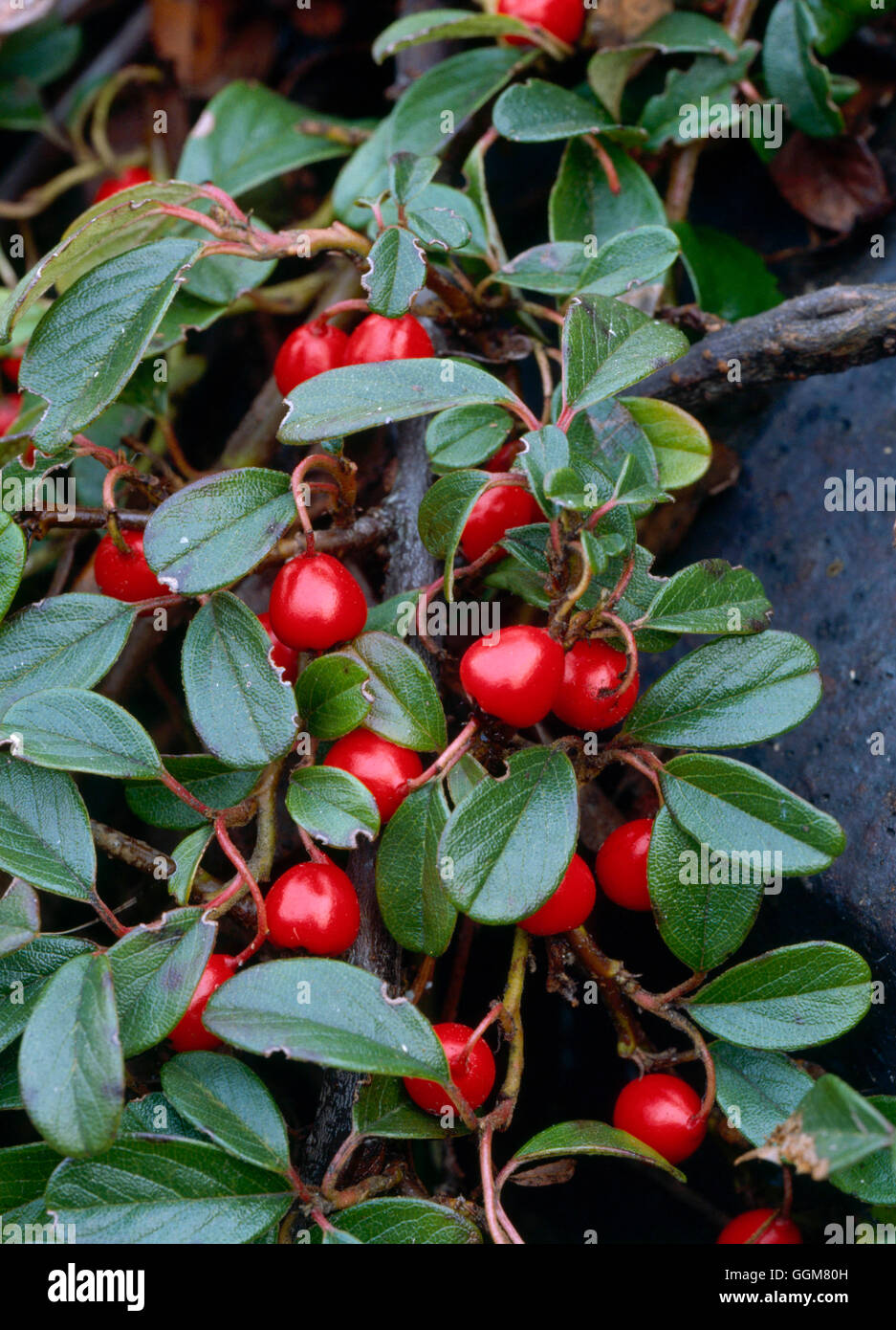 Cotoneaster dammeri AGM   TRS065823 Stock Photo