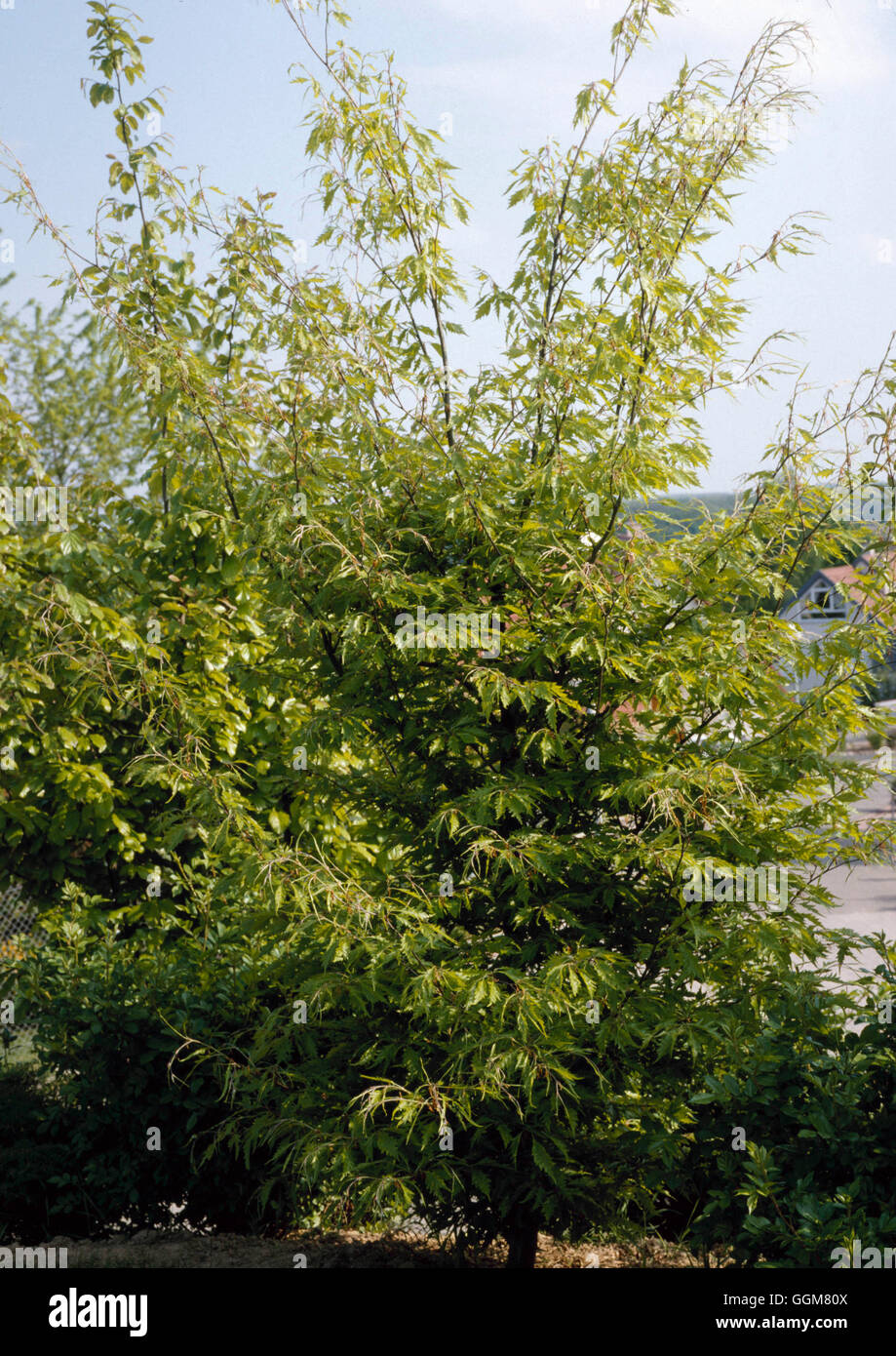 Fagus sylvatica - var. heterophylla 'Aspleniifolia'   TRS066755 Stock Photo