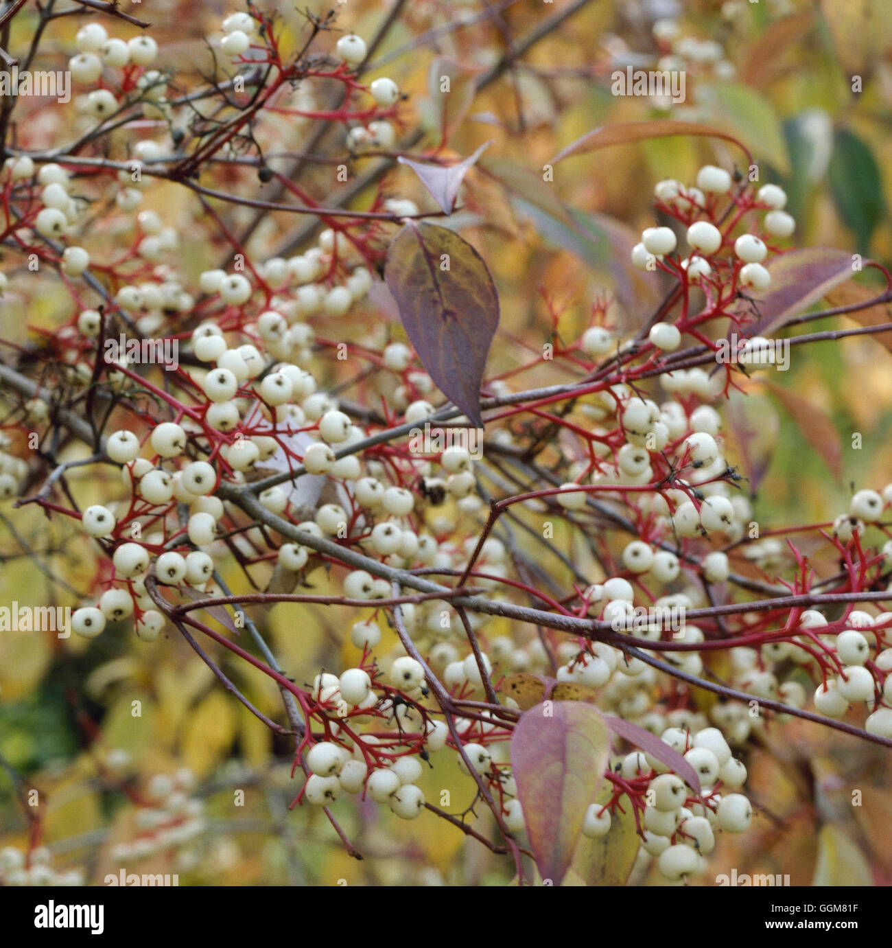 Cornus racemosa - showing berries in Autumn   TRS067732 Stock Photo