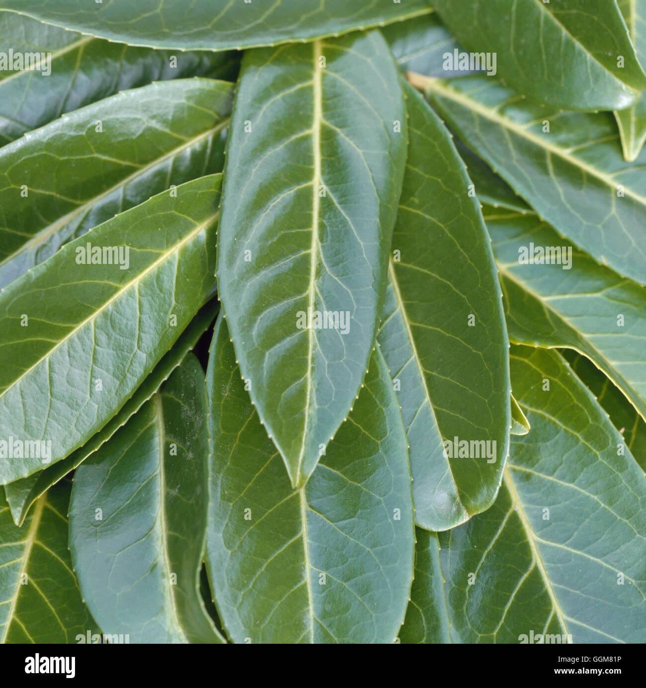 Prunus laurocerasus AGM - Common Laurel   TRS067904 Stock Photo