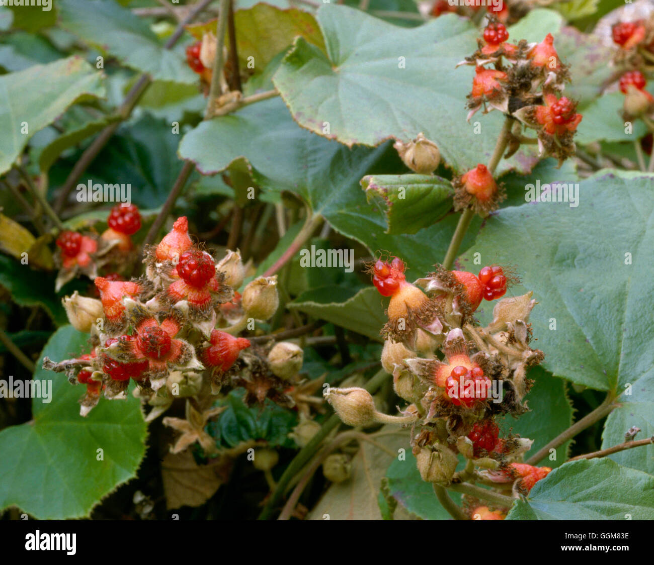 Rubus irenaeus - showing fruit in Autumn   TRS071853 Stock Photo