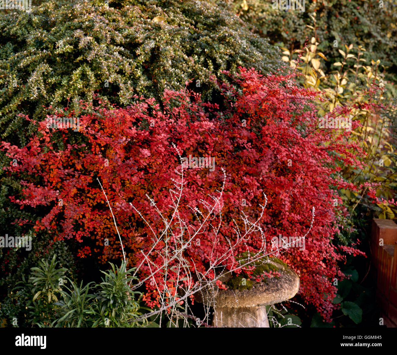 Berberis thunbergii - f. atropurpurea in Autumn colour   TRS073437 Stock Photo