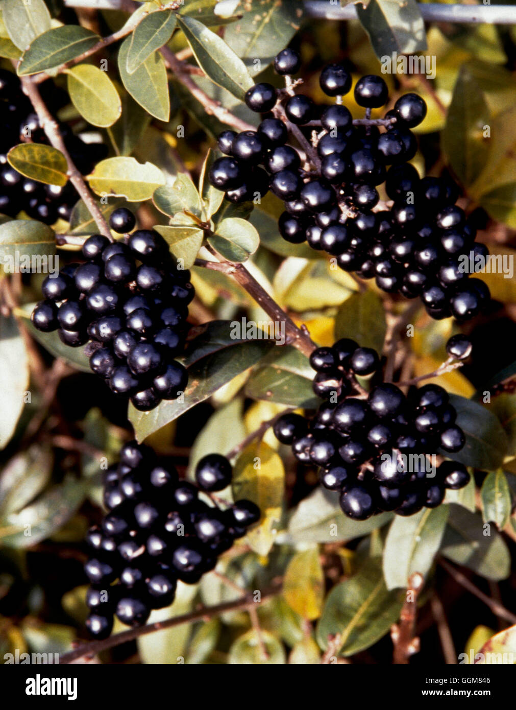 Ligustrum ovalifolium - showing fruits in Winter   TRS073491 Stock Photo