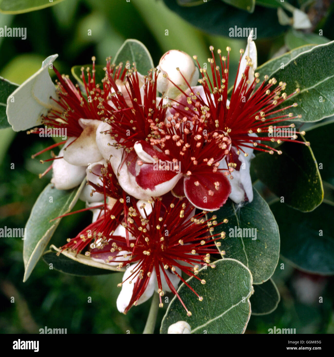 Feijoa Pianta Pianta Feijoa Sellowiana Alberello Vaso 22cm Pianta Da Frutto Tropicale Per H 699359 - Foto 3