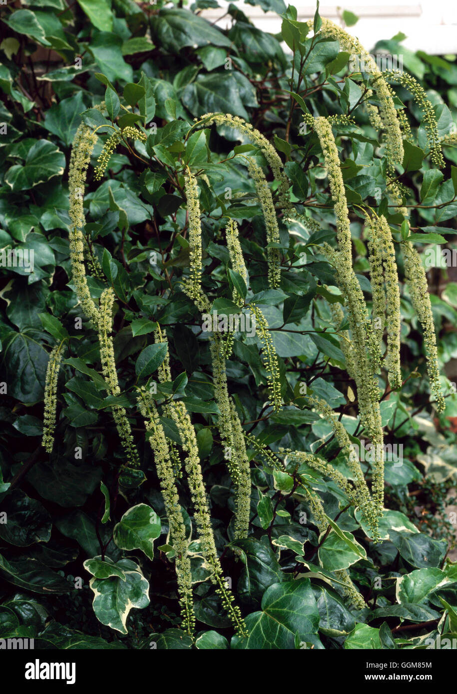 Itea ilicifolia - growing through Hedera canariensis 'Glorie de Marengo'   TRS077797     Photos Hort Stock Photo