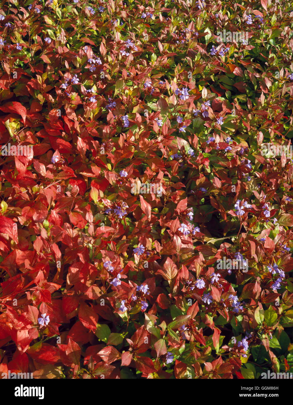 Ceratostigma plumbaginoides - in Autumn colour   TRS079446 Stock Photo