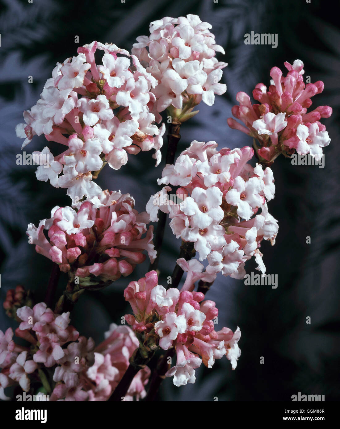 Viburnum farreri - (Syn V. fragrans)   TRS080203 Stock Photo