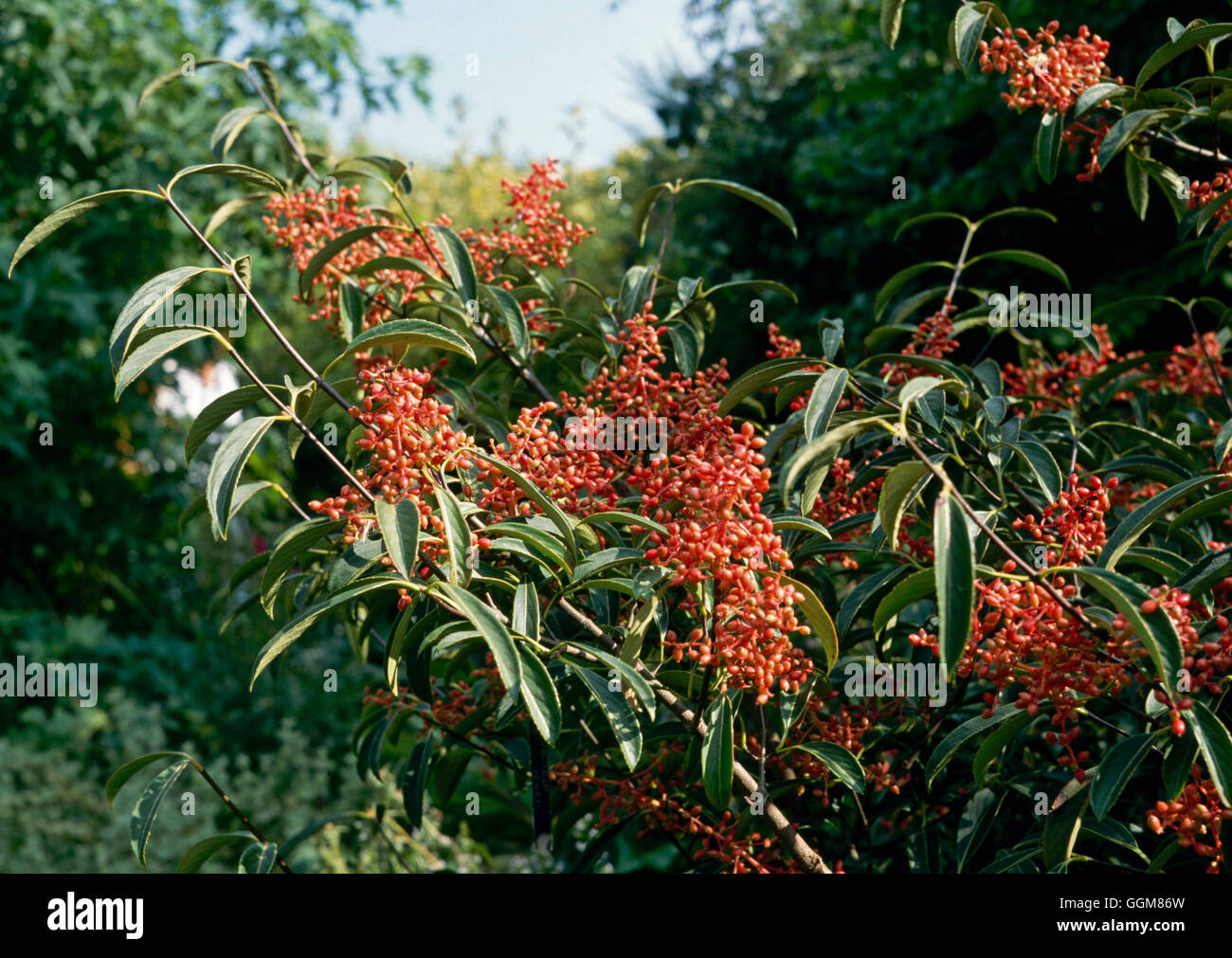 Viburnum henryi - in Autumn berry   TRS080209 Stock Photo