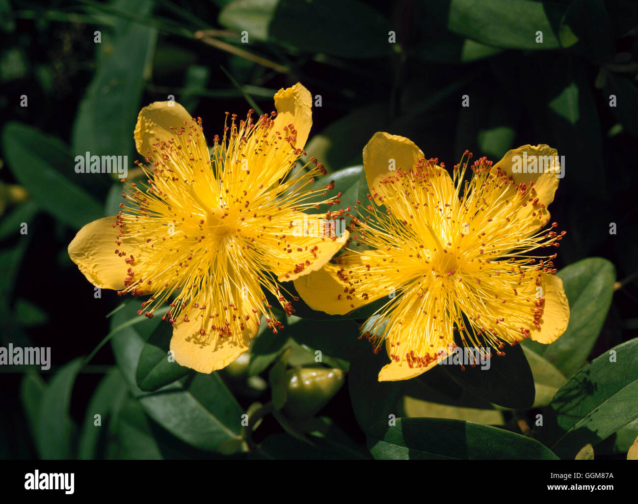 Hypericum calycinum - Rose of Sharon   TRS081333 Stock Photo
