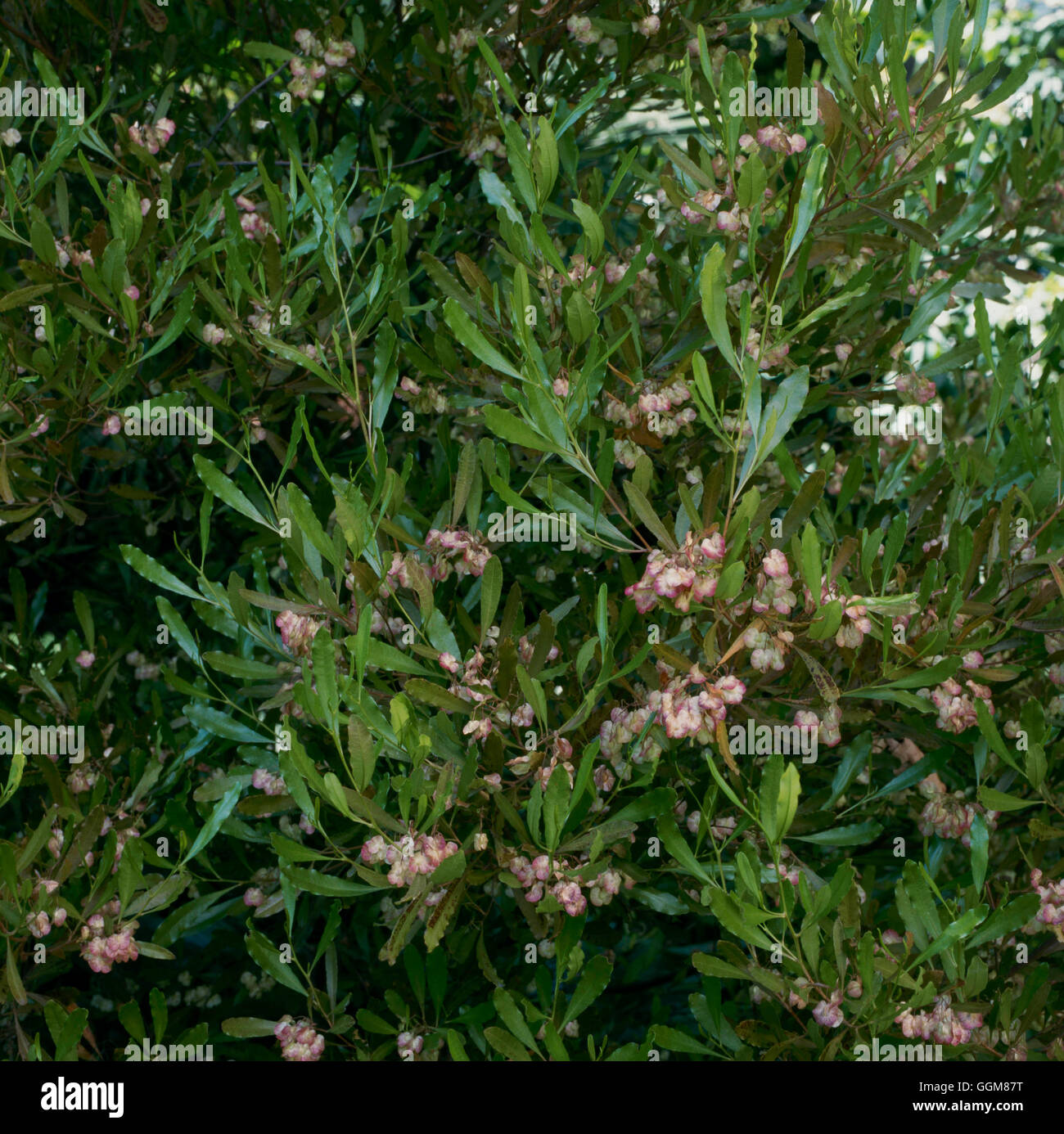 Dodonaea viscosa - Native Hops   TRS084260 Stock Photo