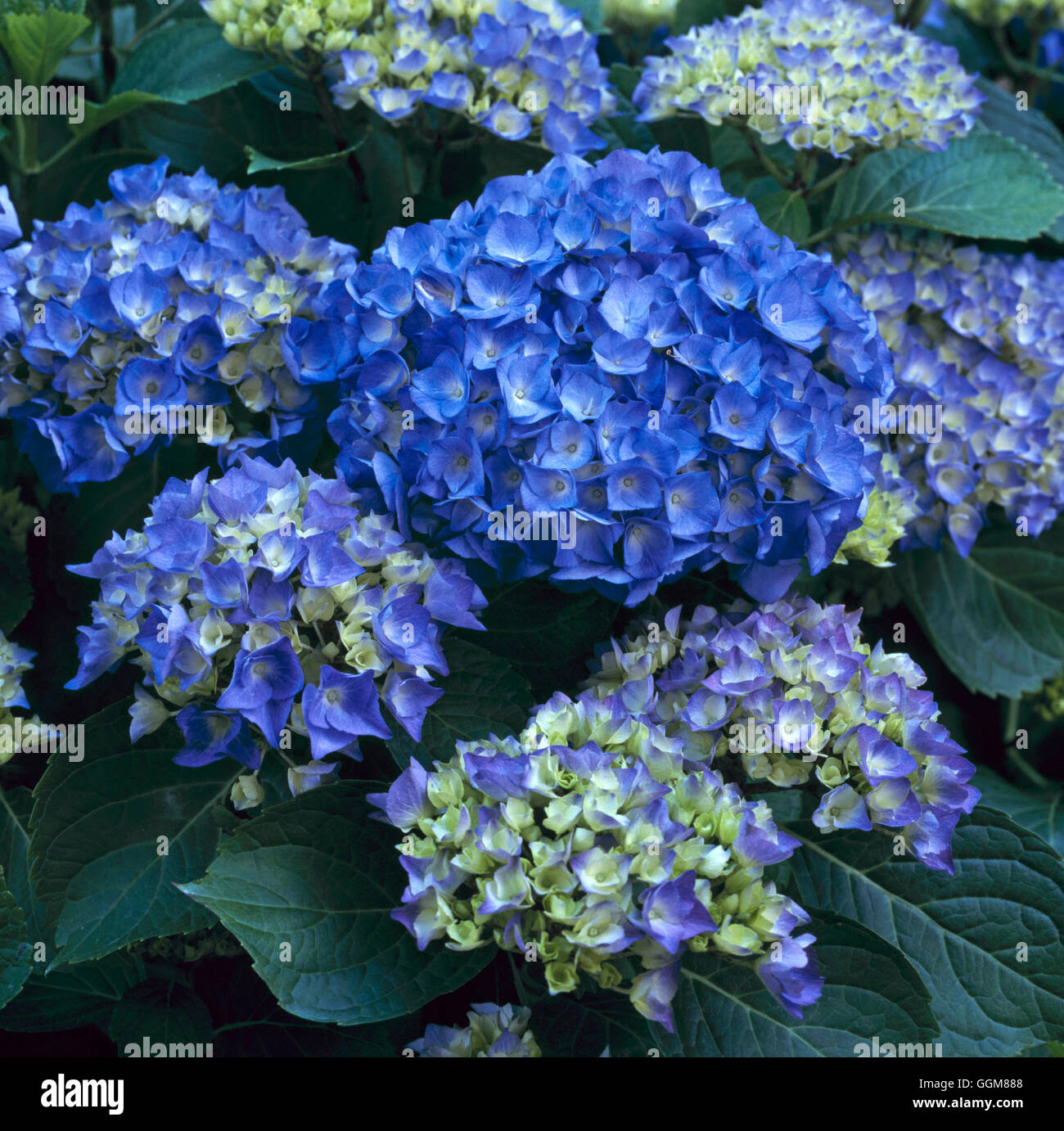 Hydrangea Macrophylla Renate Steiniger Hortensia Hydrangea High Resolution  Stock Photography and Images - Alamy