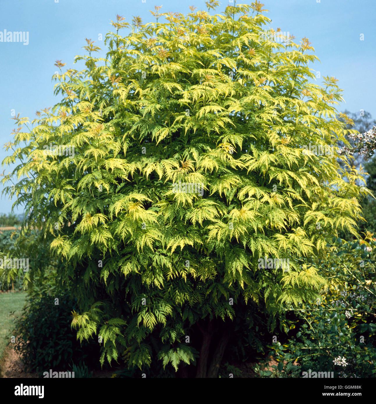 Sambucus racemosa - 'Sutherland Gold' AGM   TRS086143 Stock Photo