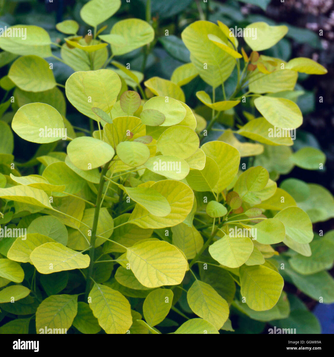 Cotinus coggygira - 'Golden Spirit'   TRS088983 Stock Photo
