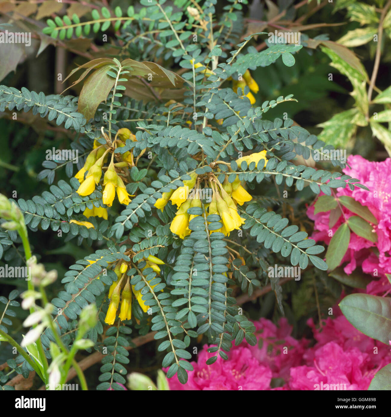 Sophora microphylla - 'Sun King' AGM   TRS089019 Stock Photo