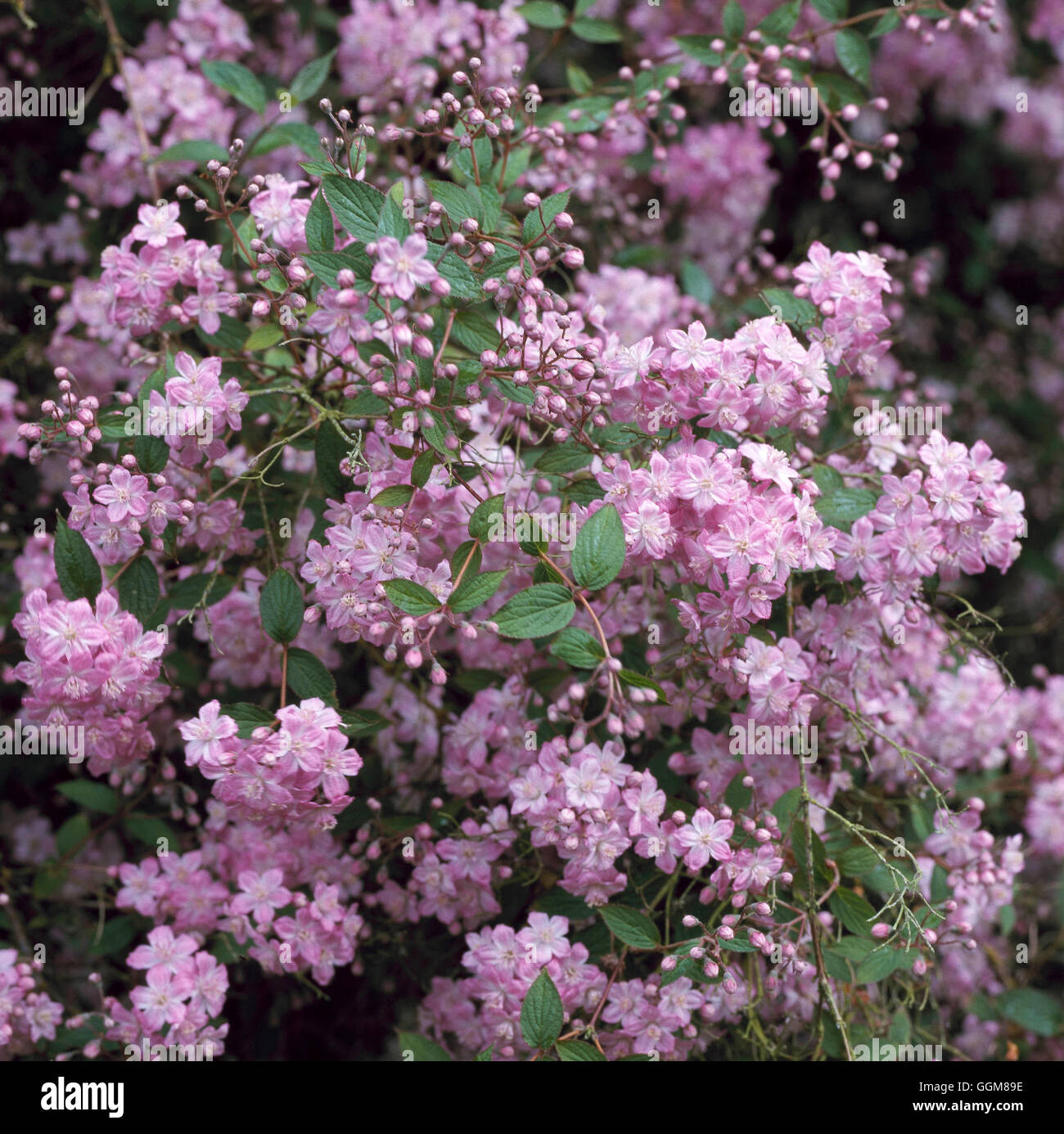 Deutzia x elegantissima - 'Rosealind' AGM   TRS089083 Stock Photo