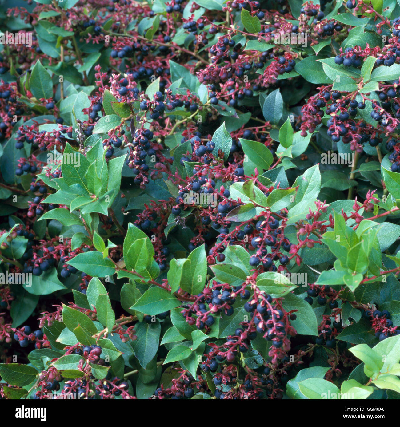 Gaultheria Shallon Trs090692 Stock Photo Alamy