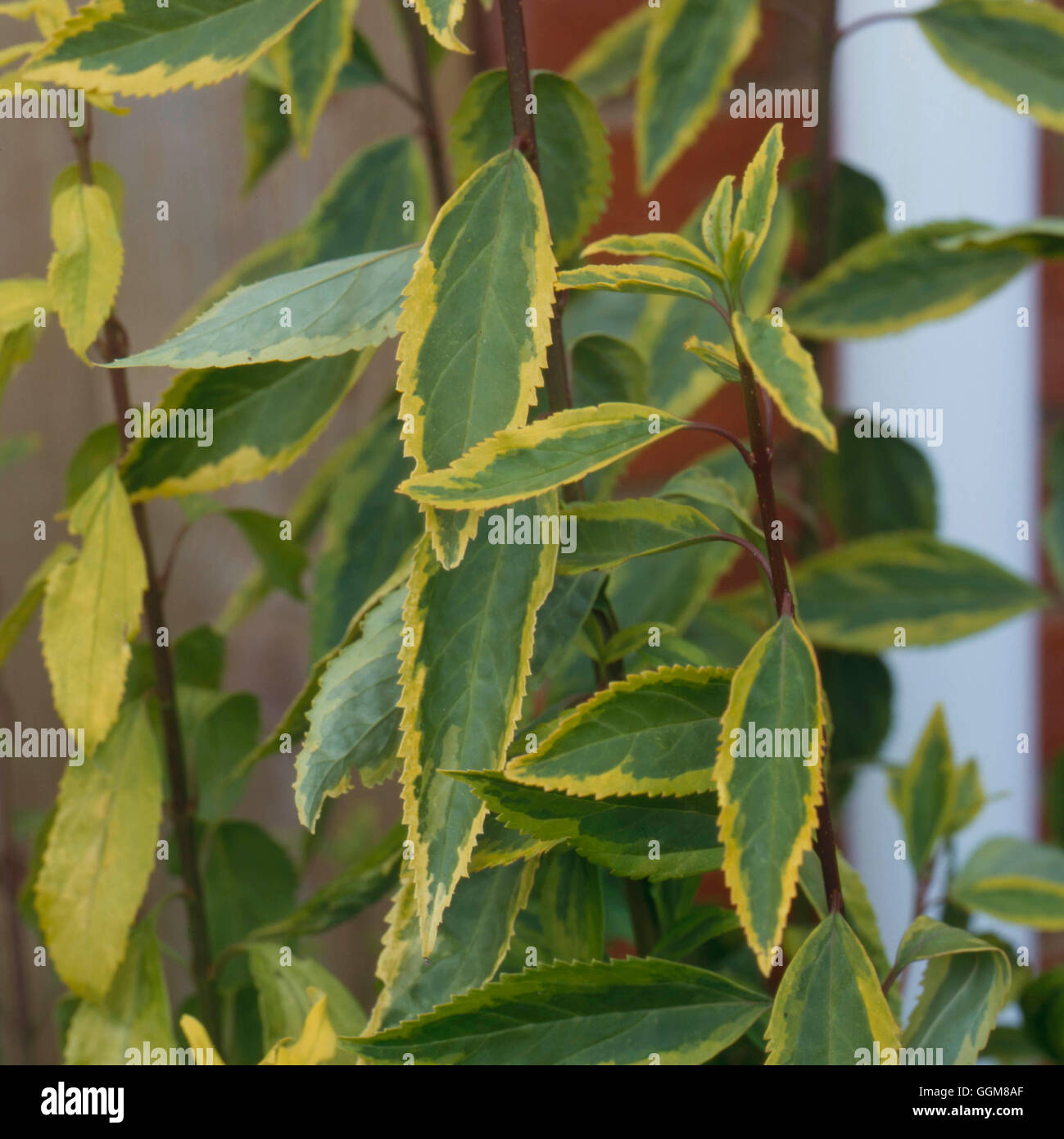 Forsythia - 'Fiesta'   TRS091293 Stock Photo