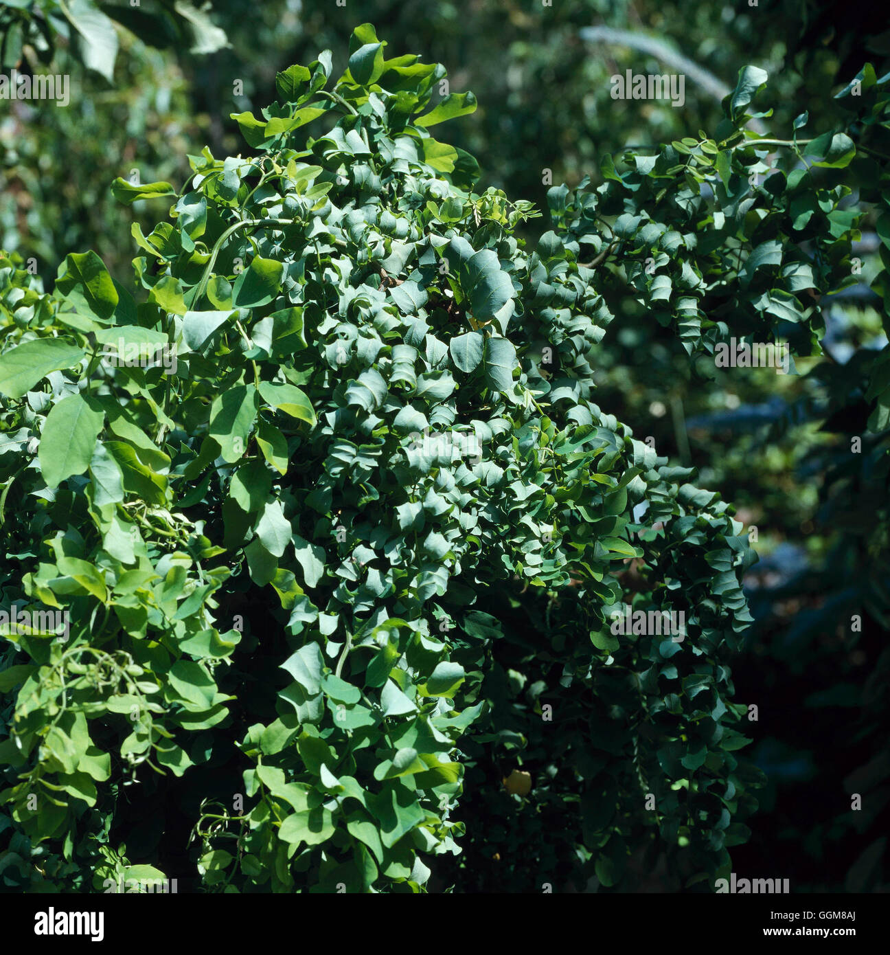 Robinia pseudoacacia 'Lace Lady' TRS091455 Stock Photo Alamy