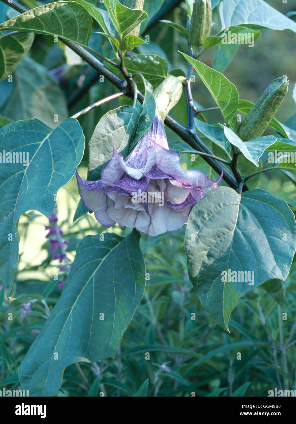 Datura Metal Flore Pleno Trs0928 Stock Photo Alamy