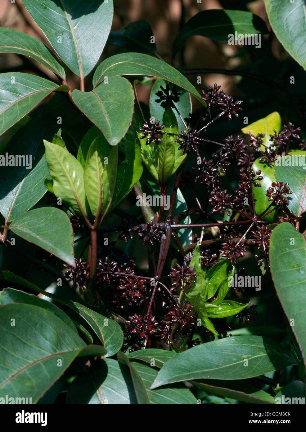 Pseudopanax arboreus - showing berries- - Puahou Five Finger   TRS097190 Stock Photo