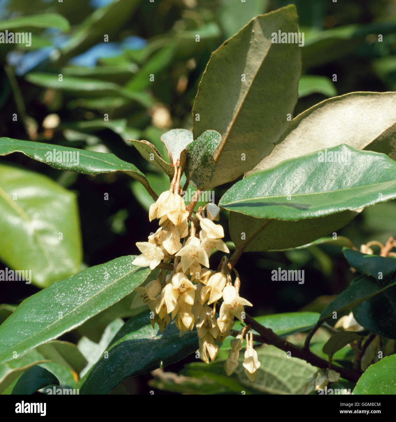 Elaeagnus x ebbingei - showing flowers in Autumn   TRS097600 Stock Photo