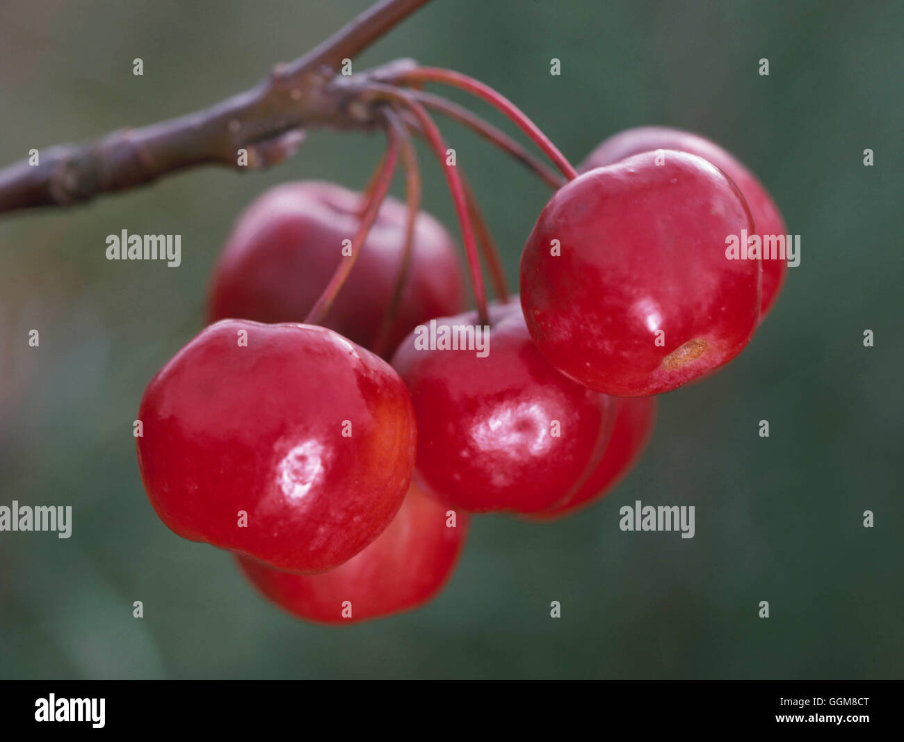Malus x robusta - 'Red Sentinel' AGM showing fruits in Autumn   TRS097671 Stock Photo