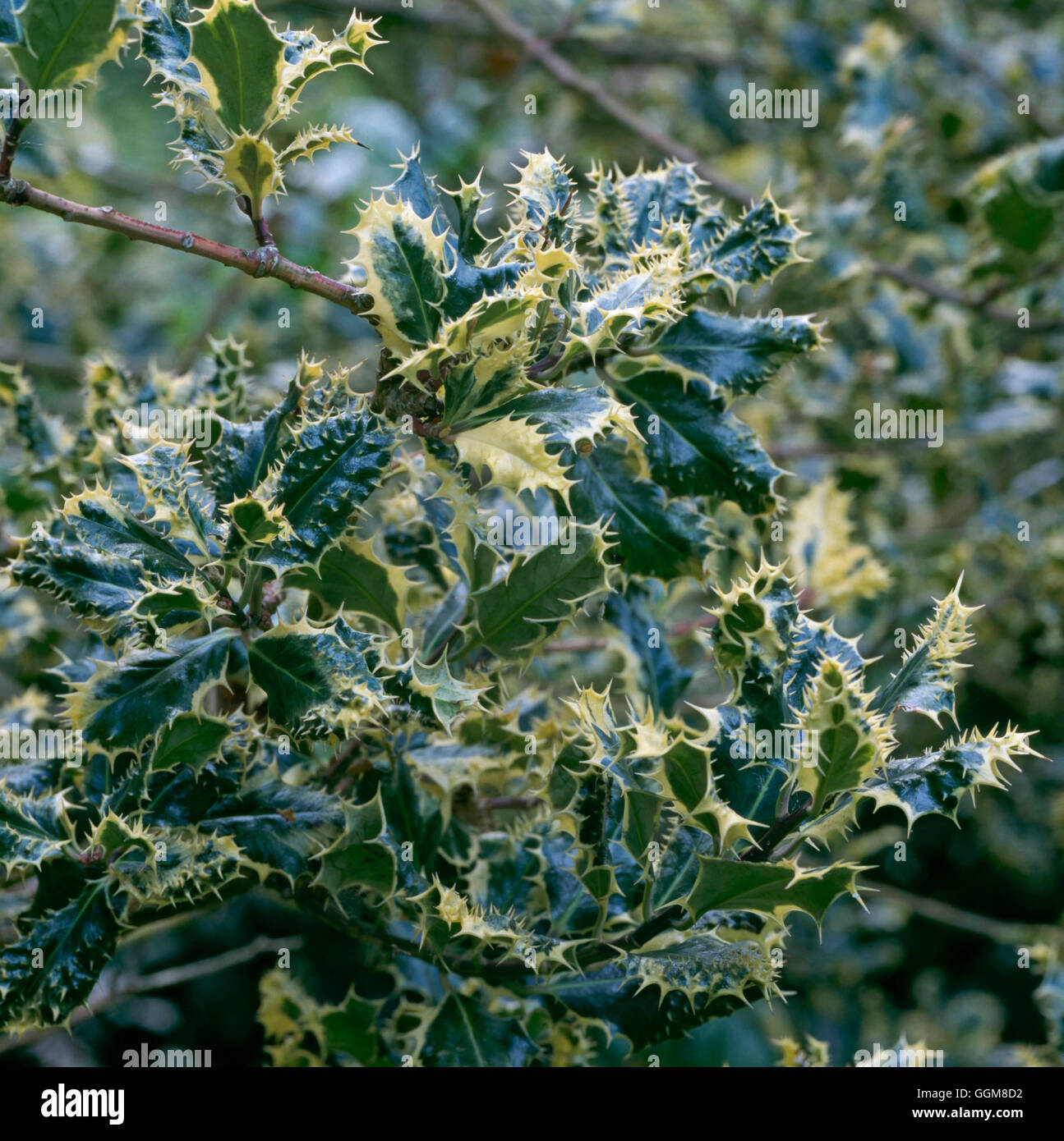 Ilex aquifolium - 'Ferox Argentea' AGM (male)- - Silver Hedgehog Holly   TRS097759     Photos Hortic Stock Photo