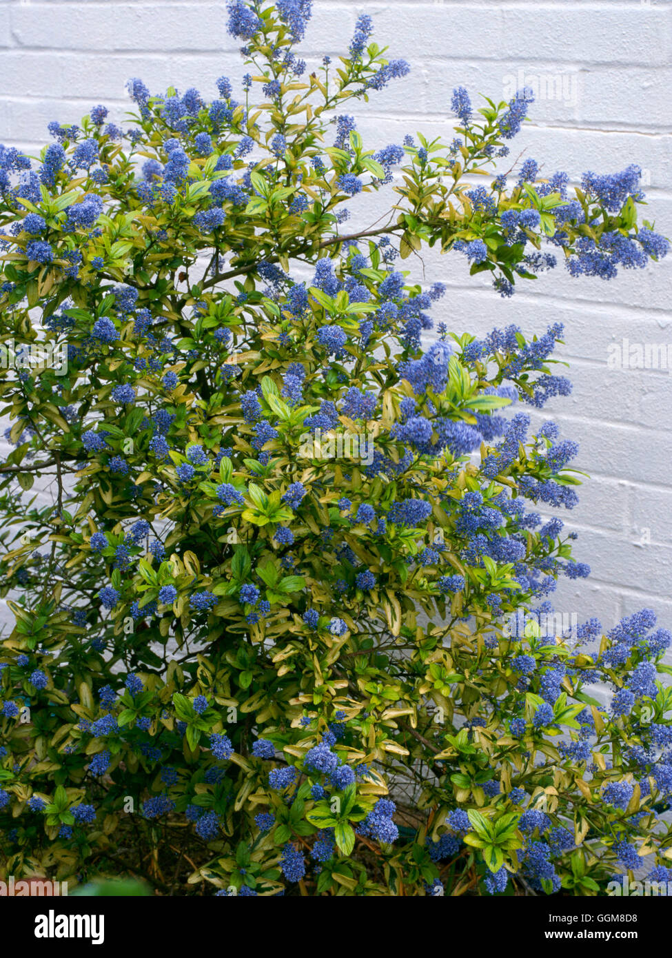 Ceanothus - 'Pershore Zanzibar'   TRS097843 Stock Photo